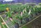 Sweet multi colored  bromeliade flowers blooming in tropical ornamental plant nurseries , Modern agricultural by using technology