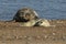 A sweet newborn Grey Seal pup, Halichoerus grypus, lying on the beach near its resting mother.