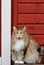 A sweet norwegian forest cat female yawning.