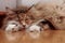 A sweet norwegian forest cat lying on floor indoors