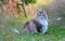 Sweet norwegian forest cat outdoors in summer evening