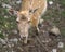 Sweet nose of a young fawn