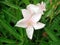 sweet oleander flower