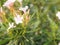 Sweet Oleander, Rose Bay, Nerium indicum Mill name pink flower blooming in garden on blurred of nature background