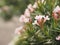 Sweet Oleander, Rose Bay, Nerium indicum Mill name pink flower blooming in garden on blurred of nature background