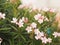 Sweet Oleander, Rose Bay, Nerium indicum Mill name pink flower blooming in garden on blurred of nature background