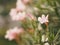 Sweet Oleander, Rose Bay, Nerium indicum Mill name pink flower blooming in garden on blurred of nature background