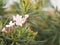 Sweet Oleander, Rose Bay, Nerium indicum Mill name pink flower blooming in garden on blurred of nature background