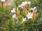 Sweet Oleander, Rose Bay, Nerium indicum Mill name pink flower blooming in garden on blurred of nature background
