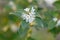 Sweet olive Osmanthus x burkwoodii, fragrant white flowers