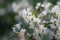 Sweet olive Osmanthus x burkwoodii, shrub with small white flowers
