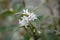 Sweet olive Osmanthus x burkwoodii, small white flowers