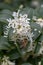 Sweet olive Osmanthus x burkwoodii, small white flowers with a honeybee