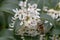 Sweet olive Osmanthus x burkwoodii, small white flowers with honeybee