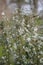 Sweet olive Osmanthus x burkwoodii, a white flowering shrub