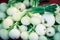 Sweet onion bunches in rubber bands on display at market stand in Washington, USA