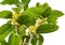 Sweet Osmanthus flower