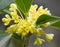 Sweet Osmanthus flower