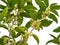 Sweet Osmanthus flower