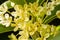 Sweet osmanthus flowers