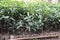 Sweet osmanthus tree plant on farm