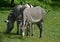 Sweet pair of black and white striped zebras in a field