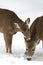 Sweet Pair White-tailed Deer in Winter