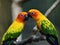 Sweet pairs of Sun parakeet or sun conure (Aratinga solstitialis) the lovely yellow with green and blue parrot birds perching on