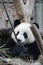 Sweet Panda Cub is Playing with Bamboo Stick, Chengdu, China