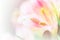 Sweet pastel color petal lily in soft color and blur style for b