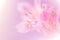 Sweet pastel color petal lily in soft color and blur style for b