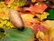 A sweet patato on autumn leaves