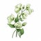 Sweet Pea Cartoon: Simple And Playful Illustration On White Background
