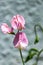 Sweet pea flowering vine closeup of three flowers