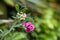 Sweet pea flowers