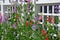 Sweet pea flowers