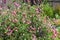 Sweet Pea (Lathyrus odoratus)