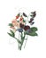 Sweet pea Lathyrus odoratus | Antique Flower Illustrations
