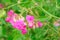 Sweet pea Lathyrus odoratus flowers