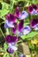 Sweet Pea `Matucana` Lathyrus odoratus