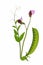 Sweet pea (Pisum sativum)