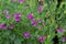 Sweet Pea Shrub in garden with purple violet flowers, grown in A