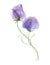Sweet pea translucent flower bouquet isolated on white Watercolor spring botanical illustration Romantic floral composition