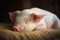 sweet and peaceful moment captured in a piglet& x27;s napping