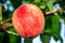 Sweet peach fruits growing on a peach tree branch