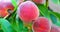 Sweet peach fruits growing on a peach tree branch handheld macro footage
