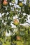 Sweet pear fruit on a tree in the orchard