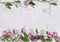 Sweet peas flowers on pretty background