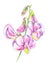 Sweet Peas (lathyrus)