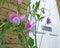 Sweet peas stamens pod seed flowers plants gardens small patio potted container garden summer spring